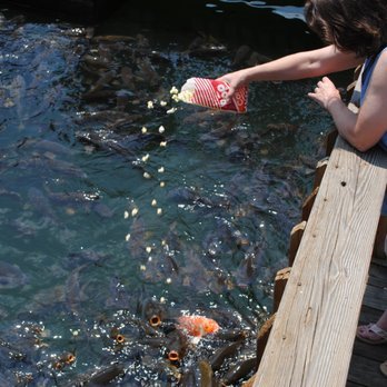 🎣 남향 수산 센터(난고 스이산 센타) 이미지 4